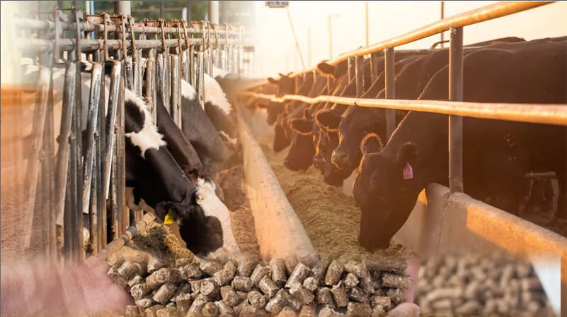 solutions for pellet feed